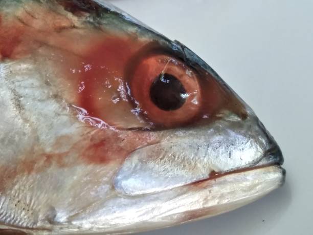 istock Indian Mckerel fish on a plate - Seafood 1155078385