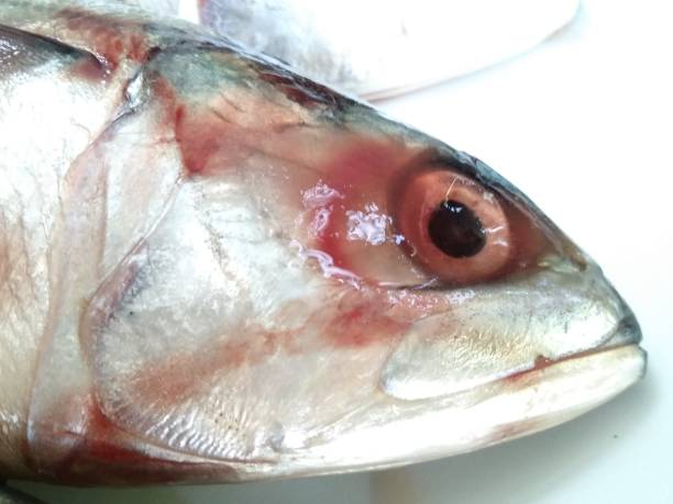 istock Indian Mckerel fish on a plate - Seafood 1155078412