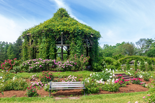 A bench and a variety of rose bushes surround the gazebo in Elizabeth Park.  The gazebo is covered with Virginia creeper.