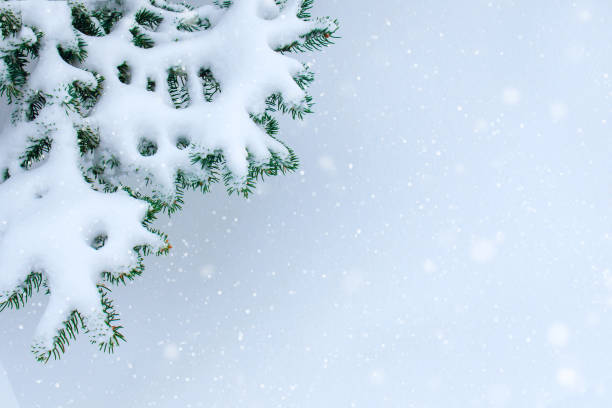 istock Snow-covered branches of a beautiful spruce in winter 1155078524
