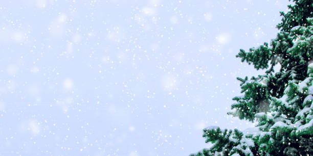 istock Branches of a beautiful forest spruce covered with fresh snow 1155078544