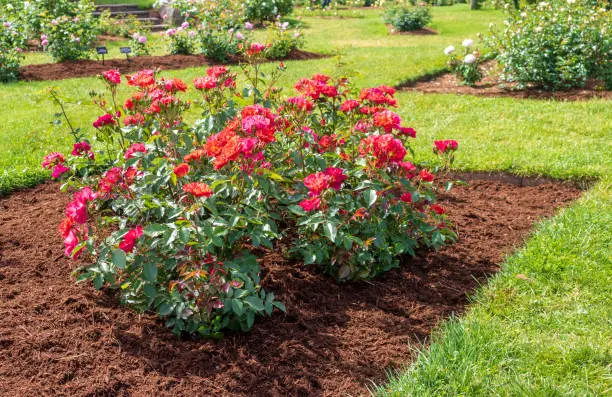 Several "Cinco de Mayo" roses bloom in a neatly mulched flower bed.