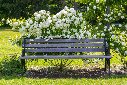 A large white climbing rose blooms behind an old gray wooden park bench