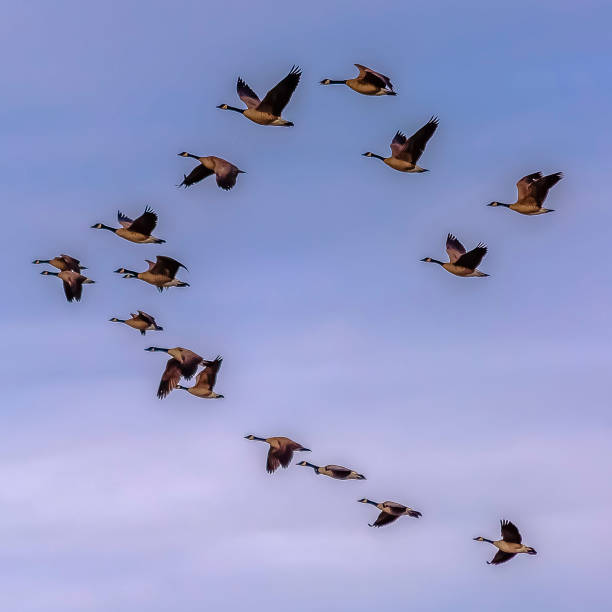 istock Square Flock of birds flying against hazy blue sky with clouds 1155078817