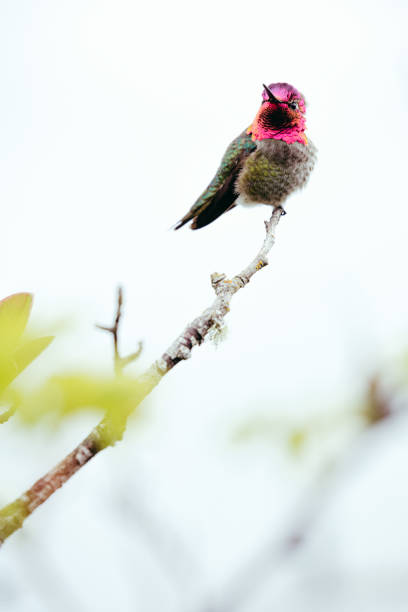 An Anna's hummingbird rests on a tree branch, his feathers showing colors of pink, purple, orange, and green.