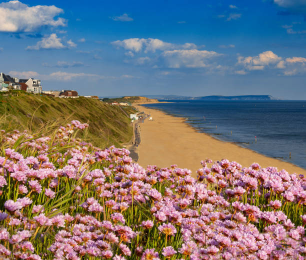 istock Pink Thrift grows in large clumps on the cliff top at Bournemouth 1155082601
