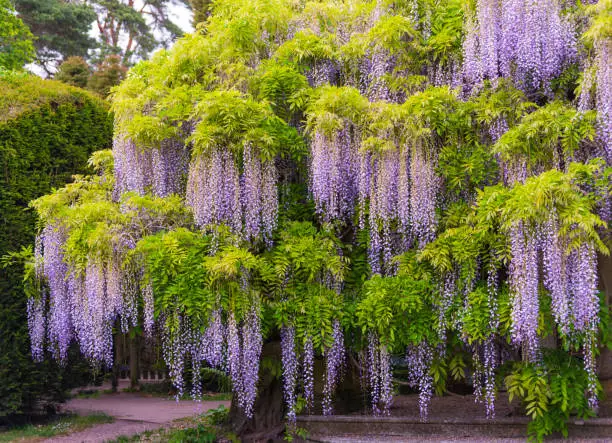 A Wisteria creeper grows from the bottom to the top of a 40 foot tree in Hampshire, England