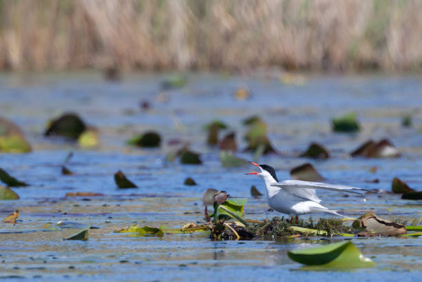istock Common Tern, Sterna hirundo, calling from floating vegetation in a lagoon of the Danube Delta Biosphere Reserve in eastern Romania. 1155085055