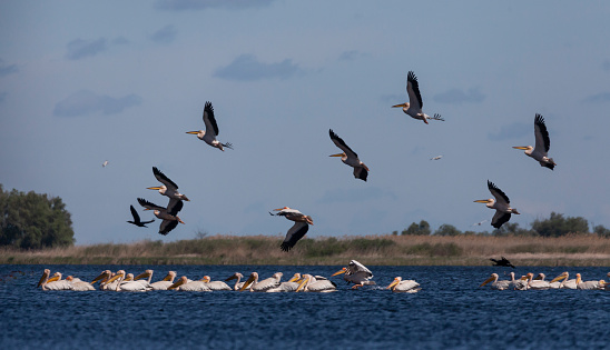A flock of Great White Pelicans, Pelecanus onocrotalus, swimming on, and flying above, a lagoon in the Danube Delta Biosphere Reserve in eastern Romania.