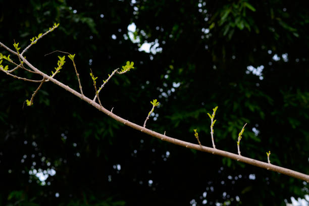 Young bud tree leaves on dark background