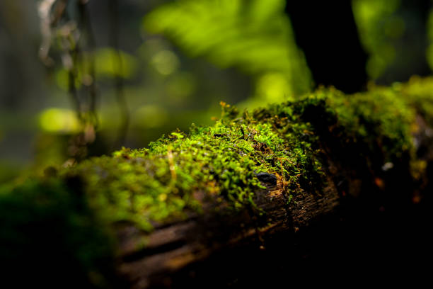 istock Green moss plant on the wooden pathway - handrail with sunlight 1155085931