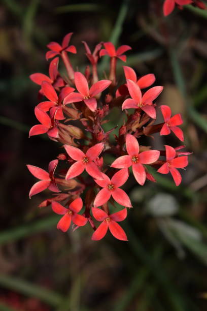 Small red flower of four petals