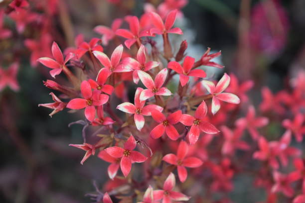 Small red flower of four petals