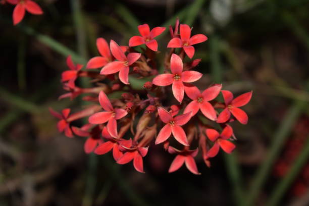 istock Small red flower of four petals 1155086668