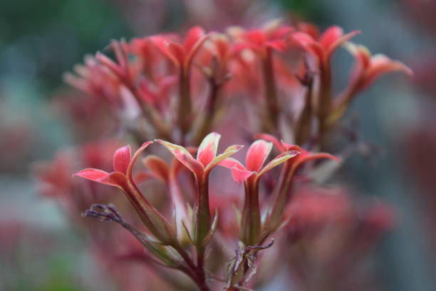 istock Small red flower of four petals 1155086669