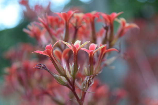 Small red flower of four petals