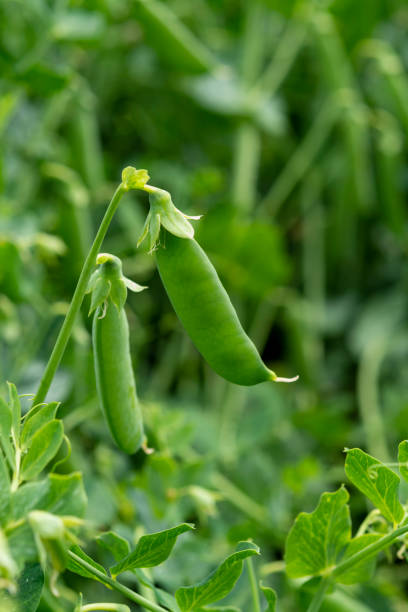 istock Green pea plants growing on farming fields in summer 1155086946