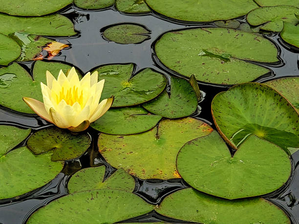 istock yellow water lily with leaves 1155087705