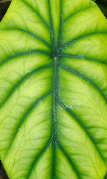 istock Vivid green 