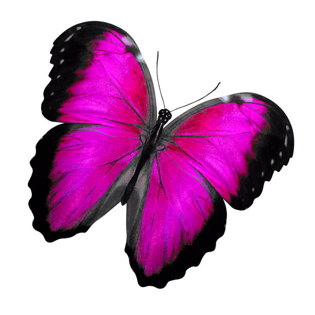 istock tropical purple butterfly. isolated on white background 1155089064