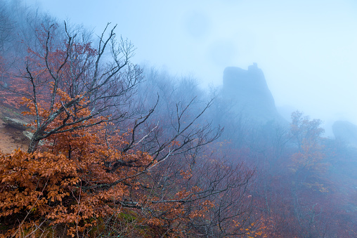 High cliff and gloomy bare branches of trees in autumn during fog