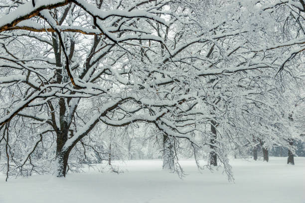 istock Natural background - forest, winter, branches covered with snow 1155090220