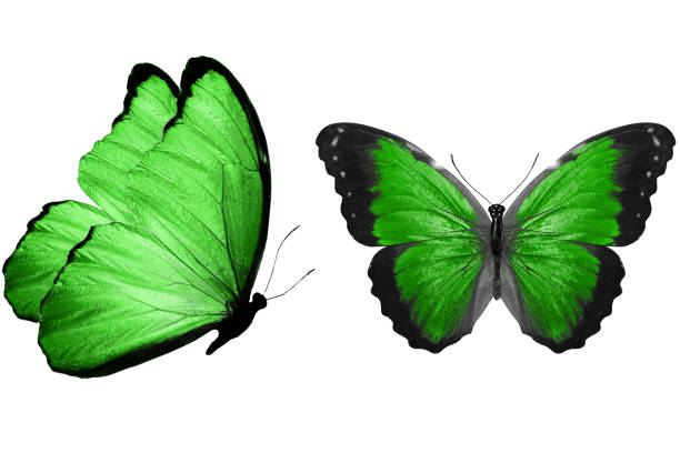 istock beautiful two green butterflies isolated on white background 1155091306