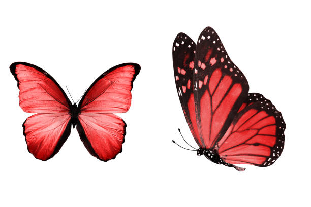 istock beautiful two red butterflies isolated on white background 1155091307