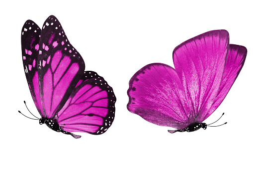 two pink butterflies isolated on white background