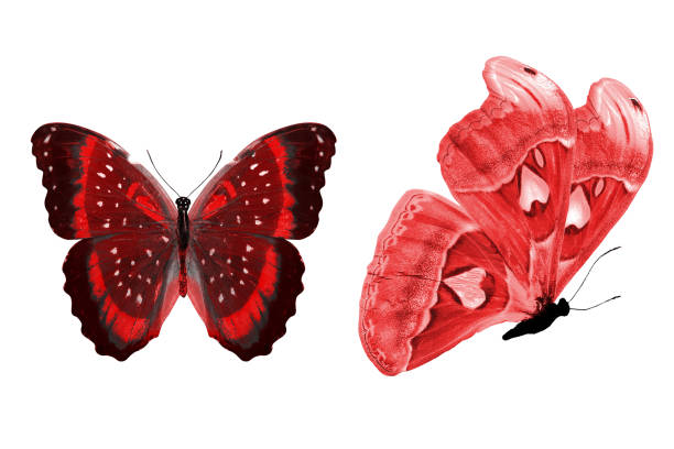 istock beautiful two red butterflies isolated on white background 1155091316