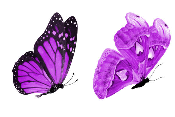 istock beautiful two purple butterflies isolated on white background 1155091376
