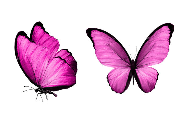 istock tropical pink butterfly. isolated on white 1155091471