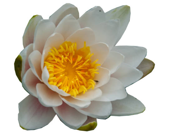 istock The white lotus blossomed isolated on white background. 1155091894