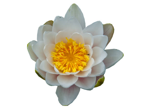 istock The white lotus blossomed isolated on white background. 1155091919