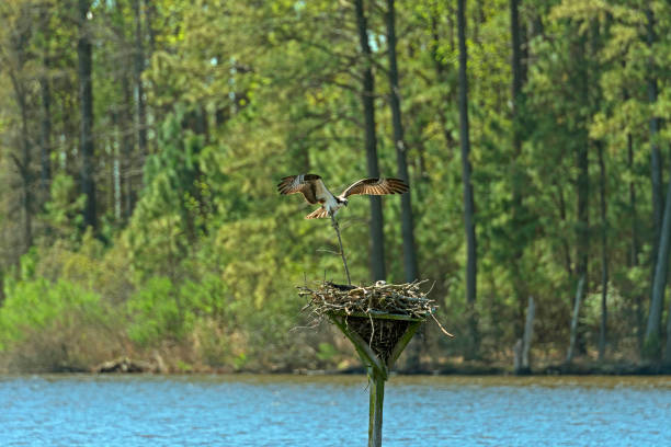 istock Osprey Bringing a Branch to Help Make a Nest 1155092881