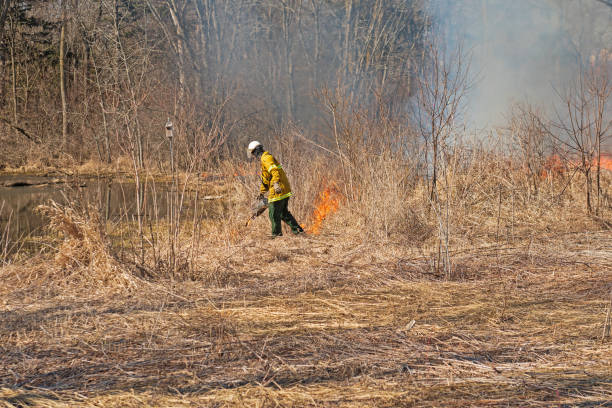 Using the Drip Torch to Start a Controlled Burn stock photo