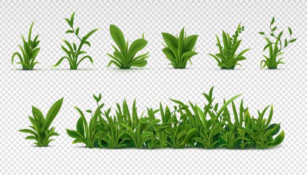 ilustraciones, imágenes clip art, dibujos animados e iconos de stock de césped verde realista. plantas de primavera frescas en 3d, diferentes hierbas y arbustos para carteles y publicidad. conjunto de vectores aislado en blanco - plant