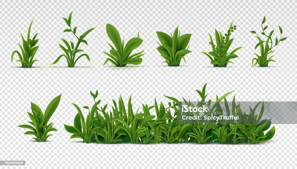 Realistic green grass. 3D fresh spring plants, different herbs and bushes for posters and advertisement. Vector set isolated on white - Royalty-free Flora arte vetorial