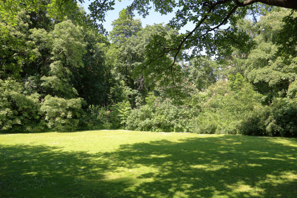 istock Green lawn in the summer park 1155095605