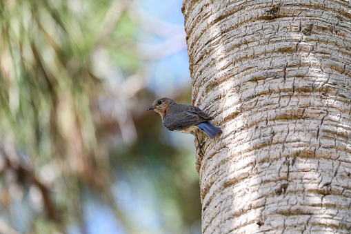 Female eastern bluebird Sialia sialis perches on the trunk of a tree in Naples, Florida