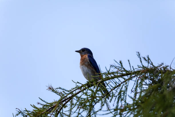 istock Female eastern bluebird Sialia sialis perches on the trunk 1155096067