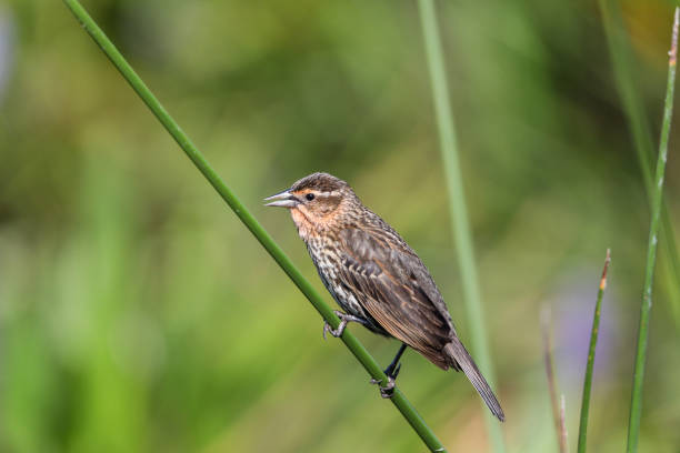 istock Brown Female red-wing blackbird Agelaius phoeniceus 1155096105