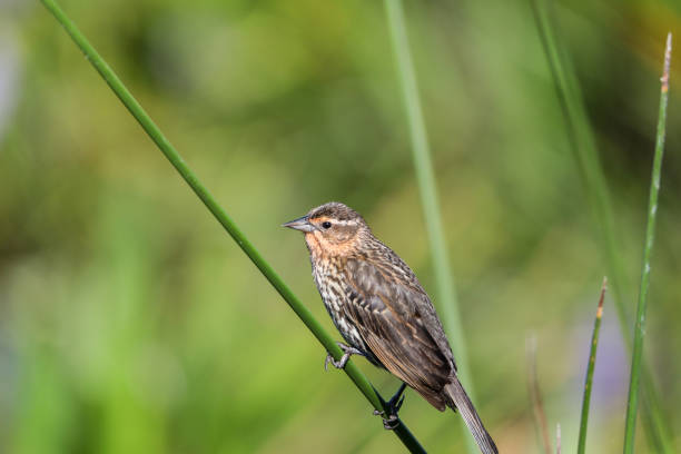 istock Brown Female red-wing blackbird Agelaius phoeniceus 1155096714