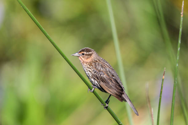 istock Brown Female red-wing blackbird Agelaius phoeniceus 1155096768