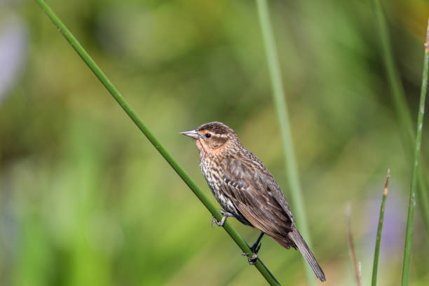 istock Brown Female red-wing blackbird Agelaius phoeniceus 1155096821