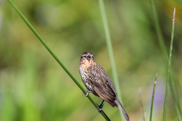 istock Brown Female red-wing blackbird Agelaius phoeniceus 1155096894