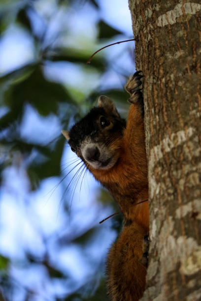istock Alert big cypress fox squirrel Sciurus niger avicennia on a tree 1155096993