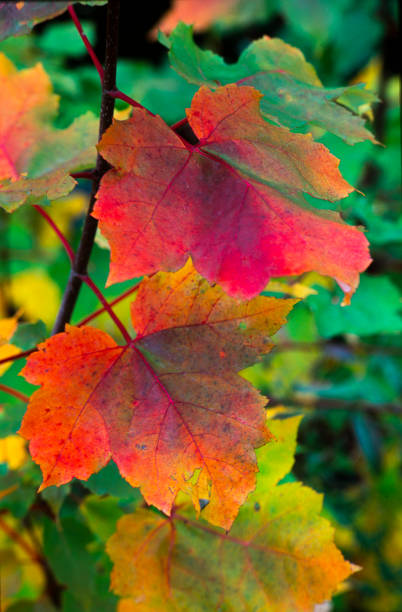istock Autumn Leaves Closeup 1155097274