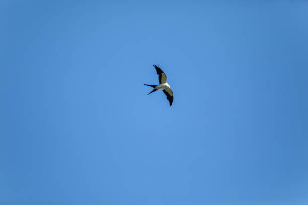 istock Soaring Swallow-tailed kite flies across a blue sky 1155097397