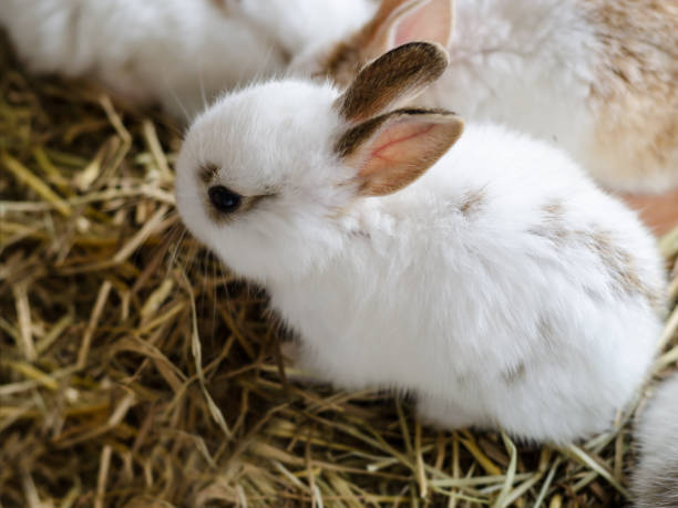Little young bunny rabbits in farm